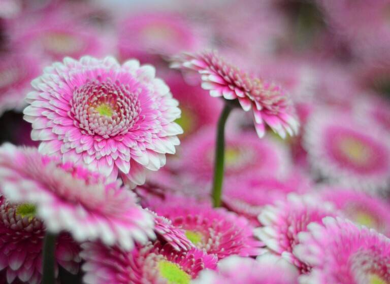 *Kwekerij* van de allerbeste Gerbera's