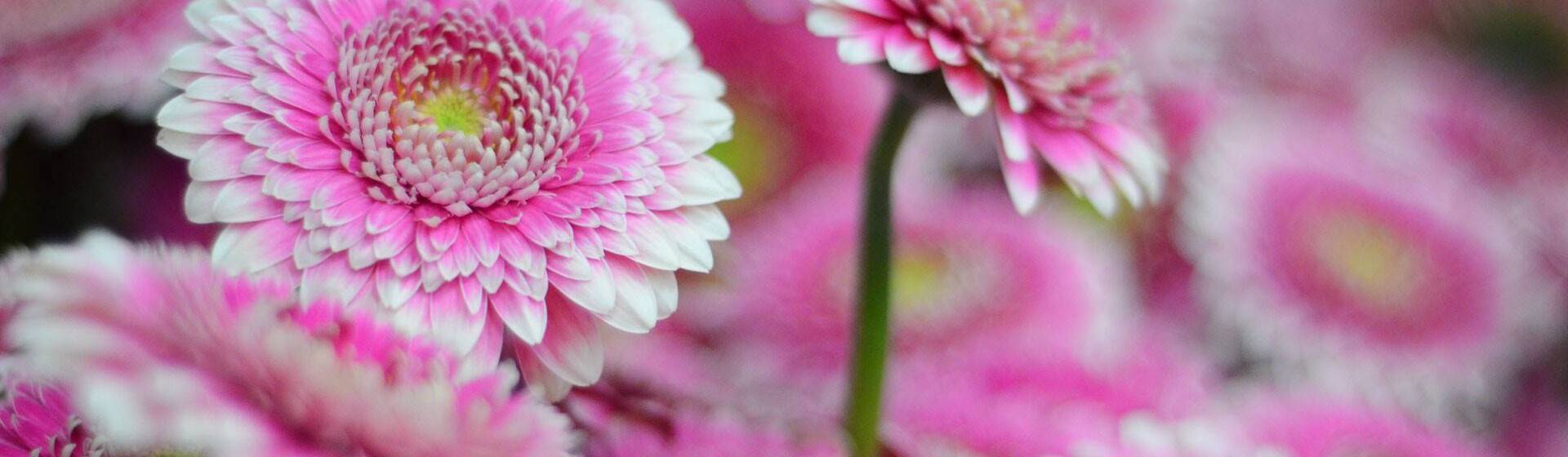 *Kwekerij* van de allerbeste Gerbera's