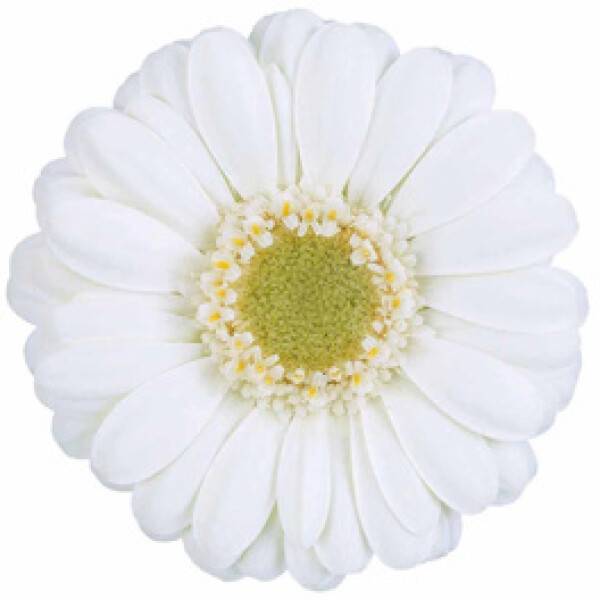 Albino