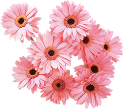 Gerberas