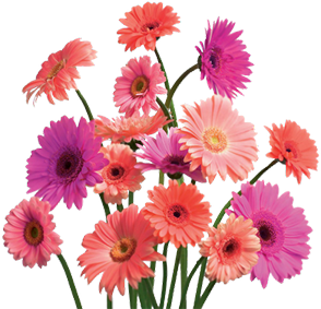 Gerberas