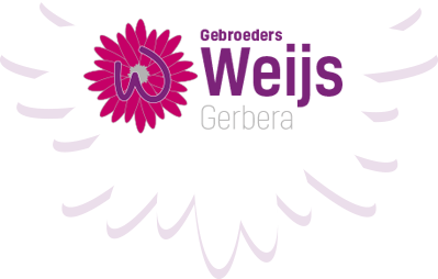 Gebroeders Weijs Gerbera